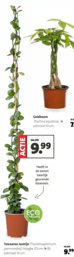 Intratuin Toscaanse Jasmijn aanbieding