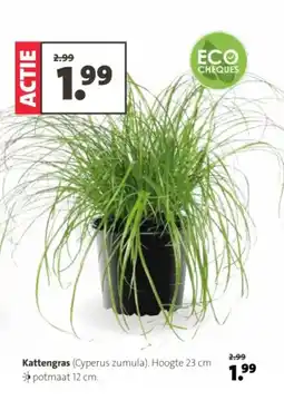 Intratuin Kattengras aanbieding