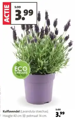 Intratuin Kuiflavendel aanbieding