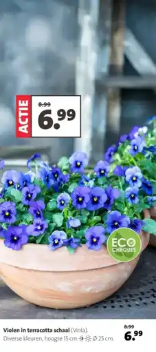 Intratuin Violen in terracotta schaal viola aanbieding