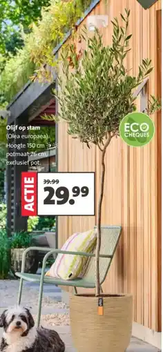 Intratuin Olijf op stam aanbieding
