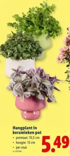 Lidl Hangplant in keramieken pot aanbieding