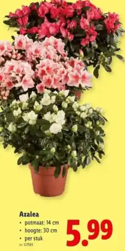 Lidl Azalea aanbieding