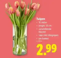 Lidl Tulpen aanbieding