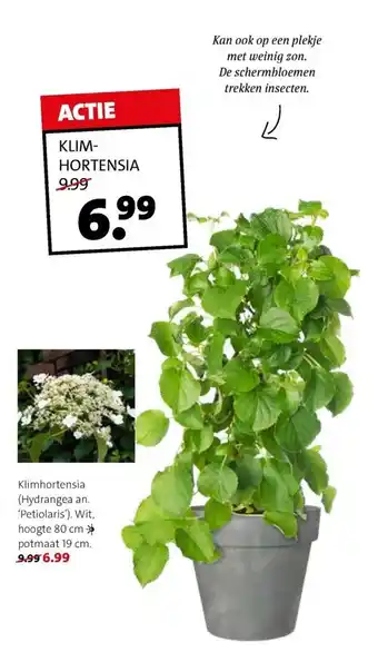 Intratuin Klim Hortensia aanbieding