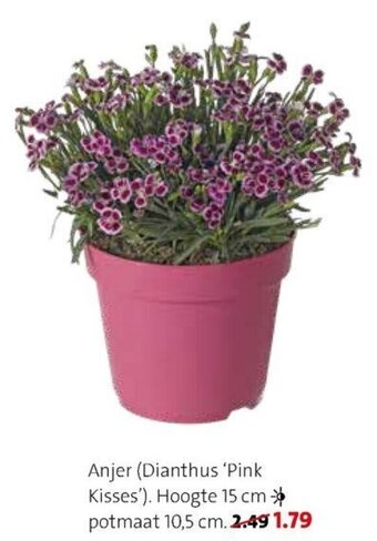 Intratuin Anjer (Dianthus 'Pink Kisses') aanbieding