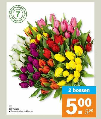 Albert Heijn Tulpen aanbieding