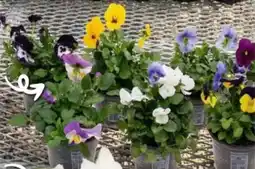 Brico Viola Cornuta Mix aanbieding
