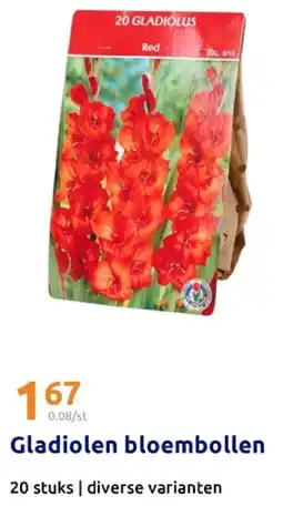 Action Gladiolen bloembollen aanbieding