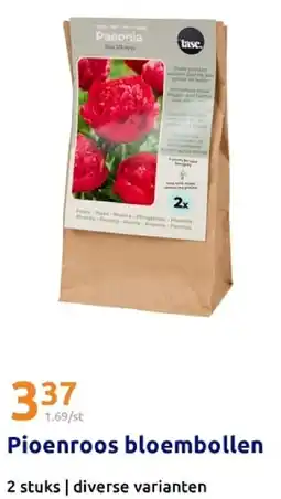Action Pioenroos bloembollen aanbieding