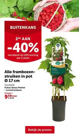 AVEVE Alle frambozenstruiken in pot Ø 17 cm aanbieding