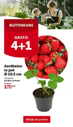 AVEVE Aardbeien in pot Ø 10,5 cm aanbieding