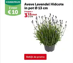 AVEVE Aveve Lavendel Hidcote in pot Ø 13 cm aanbieding