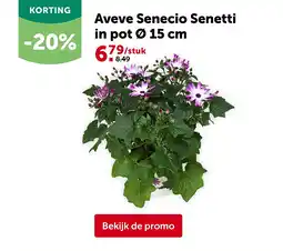 AVEVE Aveve Senecio Senetti in pot Ø 15 cm aanbieding