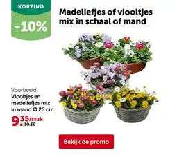 AVEVE Viooltjes en madeliefjes mix in mand Ø 25 cm aanbieding