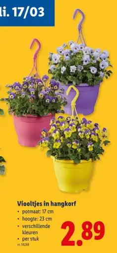Lidl Viooltjes in hangkorf aanbieding