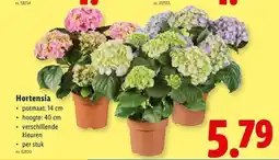 Lidl Hortensia aanbieding