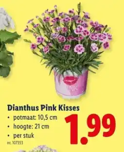 Lidl Dianthus Pink Kisses aanbieding