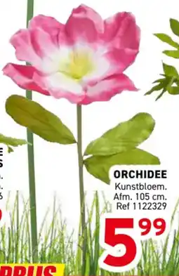 Trafic Orchidee aanbieding