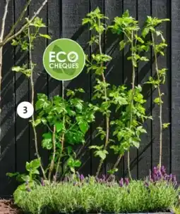 Intratuin Framboos aanbieding