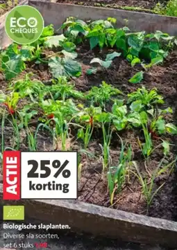 Intratuin Biologische slaplanten aanbieding