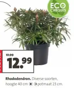 Intratuin Rhododendron aanbieding