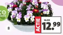 Intratuin Arrangement viooltjes aanbieding