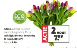 Intratuin Tulpen aanbieding