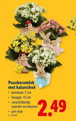 Lidl Paaskeramiek met kalanchoë aanbieding