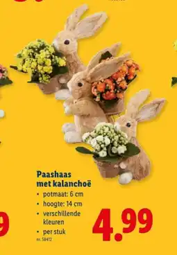 Lidl Paashaas met kalanchoë aanbieding