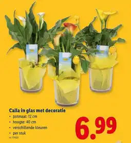 Lidl Calla in glas met decoratie aanbieding