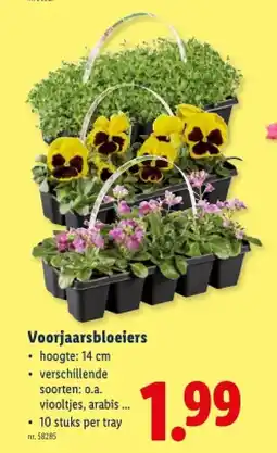 Lidl Voorjaarsbloeiers aanbieding