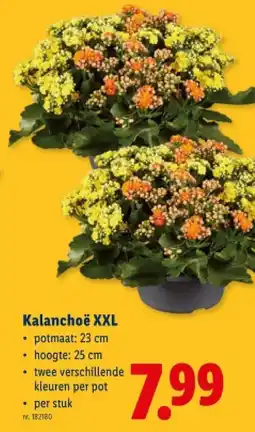Lidl Kalanchoë XXL aanbieding