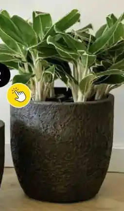 Brico Pot Roxy Egg aanbieding