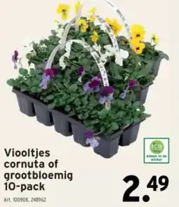 GAMMA Viooltjes cornuta of grootbloemig 10-pack aanbieding