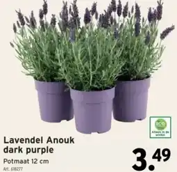 GAMMA Lavendel Anouk dark purple aanbieding