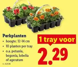Lidl Perkplanten aanbieding