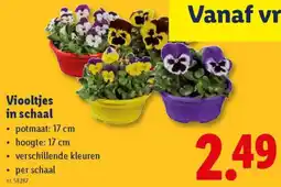 Lidl Viooltjes in schaal aanbieding