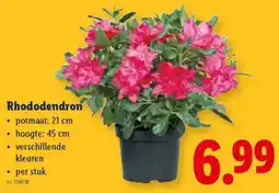 Lidl Rhododendron aanbieding
