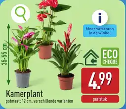 ALDI Kamerplant aanbieding