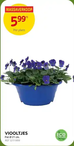 Brico Viooltjes aanbieding