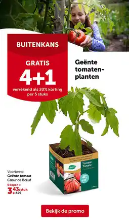 AVEVE Geënte tomaat Cœur de Bœuf aanbieding