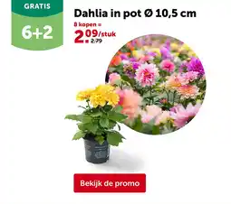 AVEVE Dahlia in pot Ø 10,5 cm aanbieding
