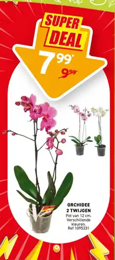 Trafic Orchidee 2 twijgen aanbieding