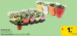 Carrefour Kalanchoë aanbieding