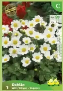 Supra Bazar Dahlia wit aanbieding