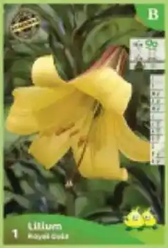 Supra Bazar Trompetlelies royal gold aanbieding