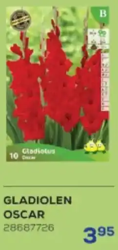 Supra Bazar Gladiolen oscar aanbieding