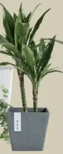 Supra Bazar Bloempot rotterdam aanbieding