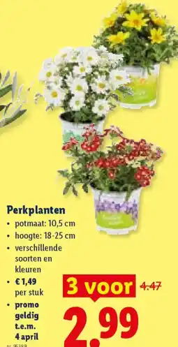 Lidl Perkplanten aanbieding